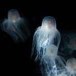 How To Live Forever? Be A Jellyfish.