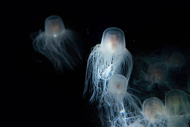 How To Live Forever? Be A Jellyfish.